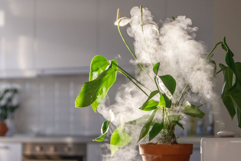 Green Oasis Monthly: The Ultimate Humidifier Plant Subscription Box