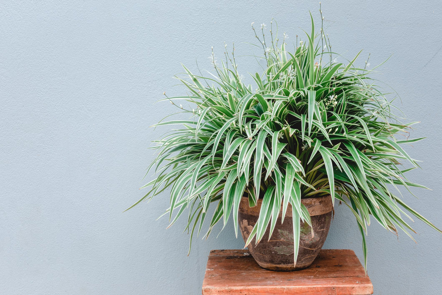 Gentle Glow Greenery Monthly: The Ultimate Low-Light Plant Subscription Box