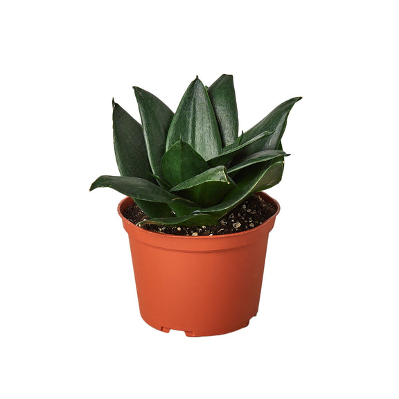 Snake Plant Jade-3