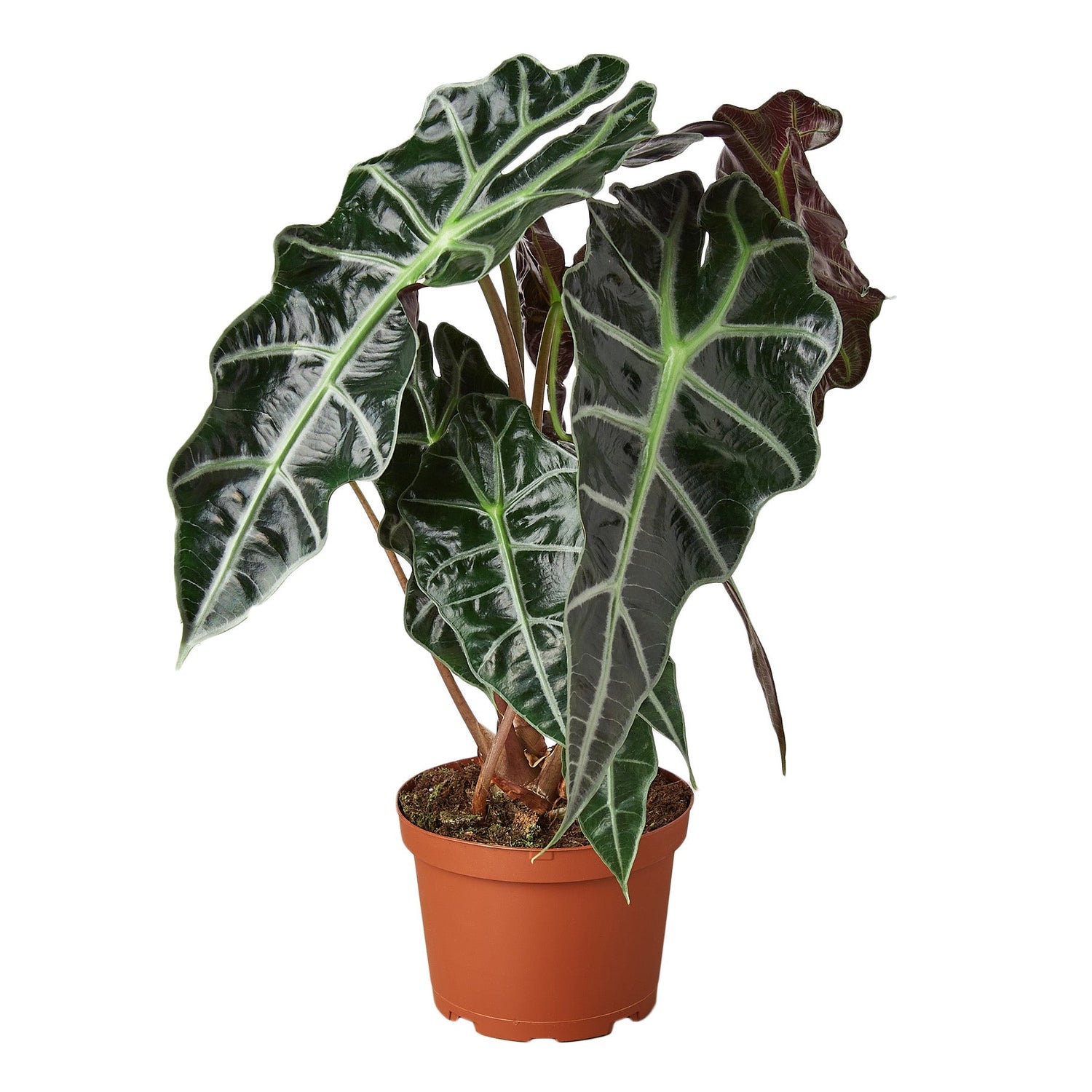 Alocasia Polly 'African Mask'-1