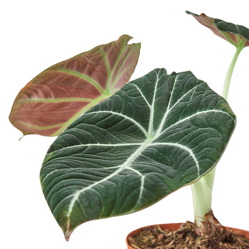 Alocasia Reginula 'Black Velvet'-1