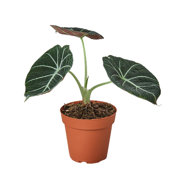 Alocasia Reginula 'Black Velvet'-0