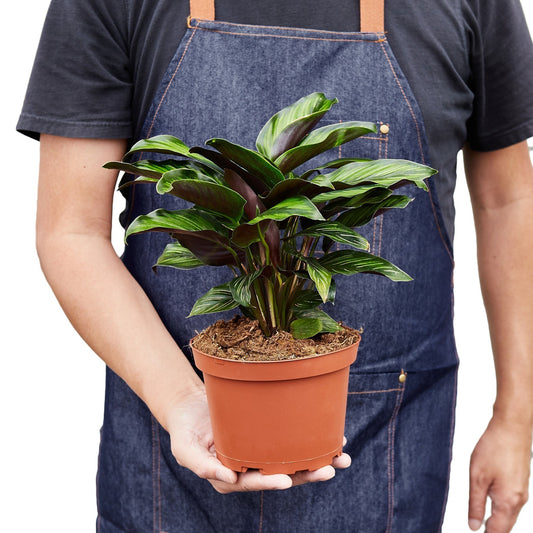 Calathea 'Beauty Star' - 6" Pot - NURSERY POT ONLY-1