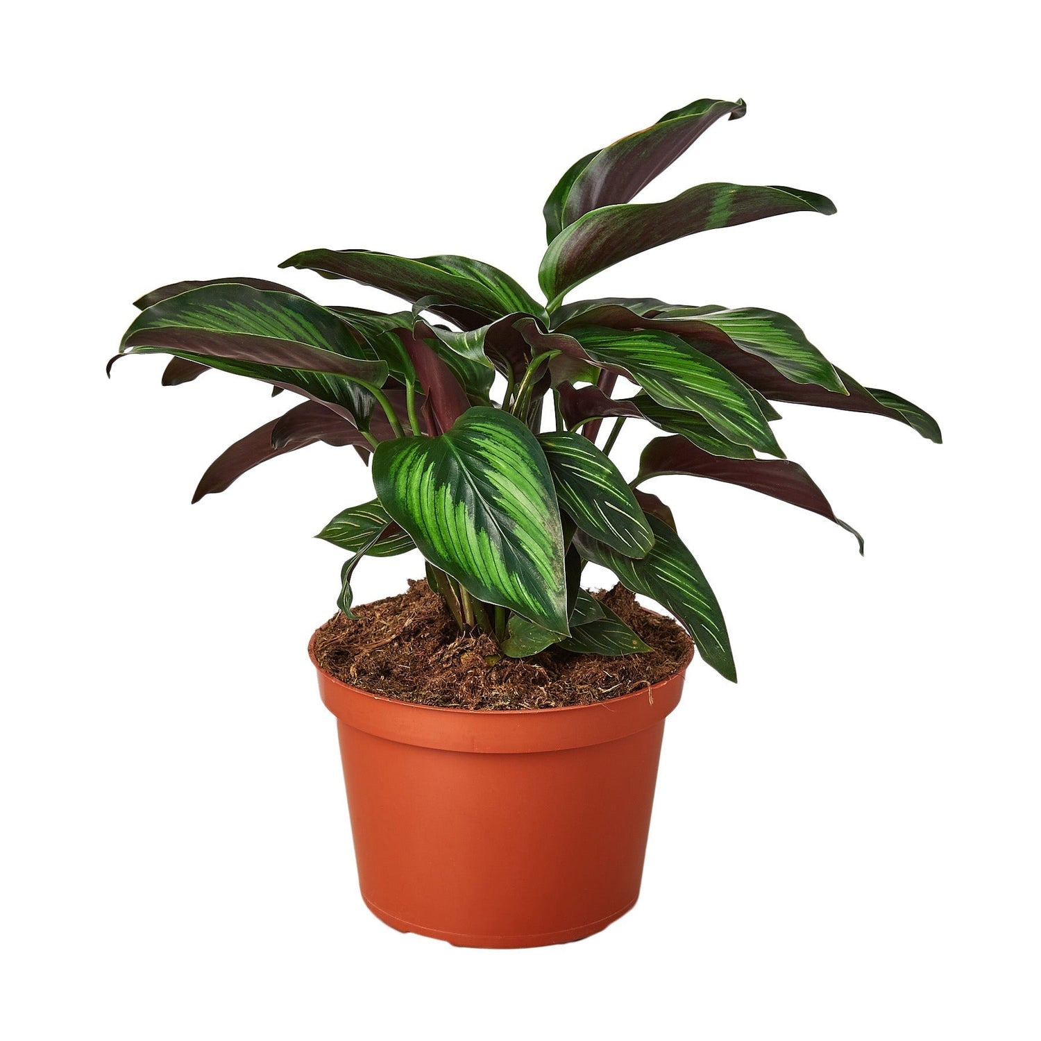 Calathea 'Beauty Star' - 6" Pot - NURSERY POT ONLY-0