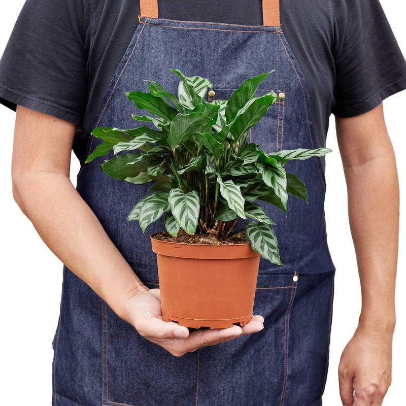 Calathea Concinna 'Freddie' - 4" Pot - NURSERY POT ONLY-3