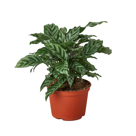 Calathea Concinna 'Freddie' - 4" Pot - NURSERY POT ONLY-2