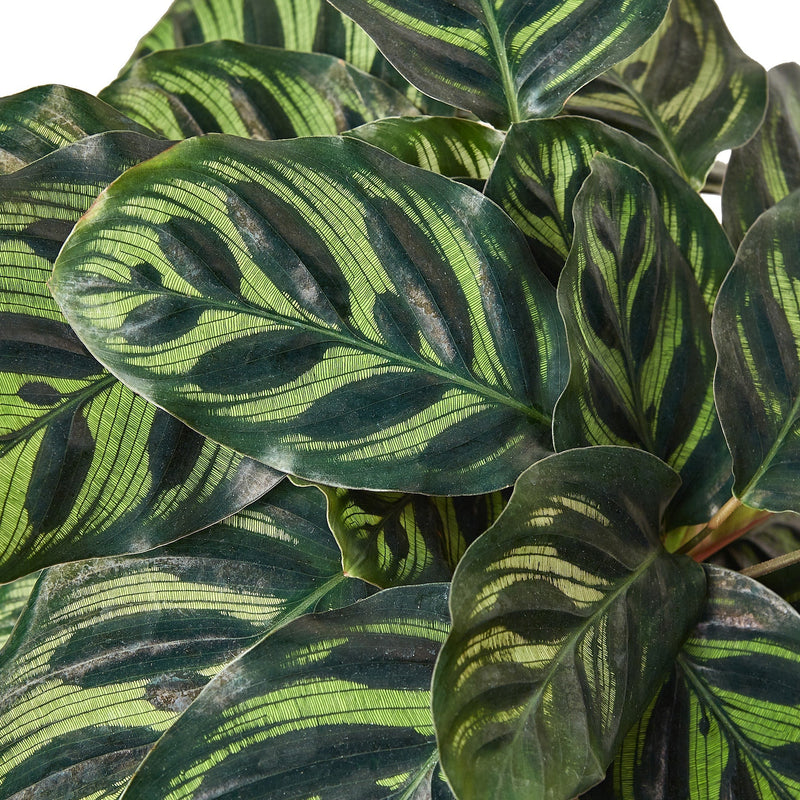 Calathea 'Makoyana' - 6" Pot - NURSERY POT ONLY-3