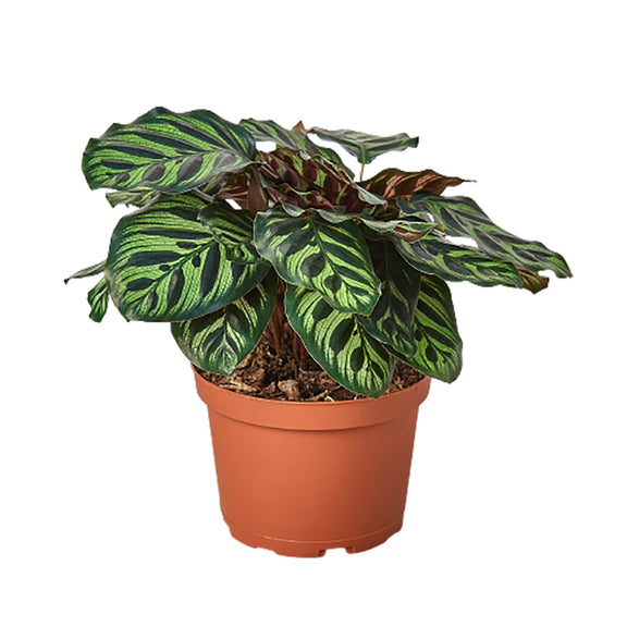 Calathea 'Makoyana' - 6" Pot - NURSERY POT ONLY-2