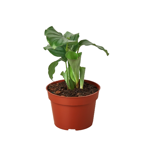 Calathea 'Orbifolia'-0