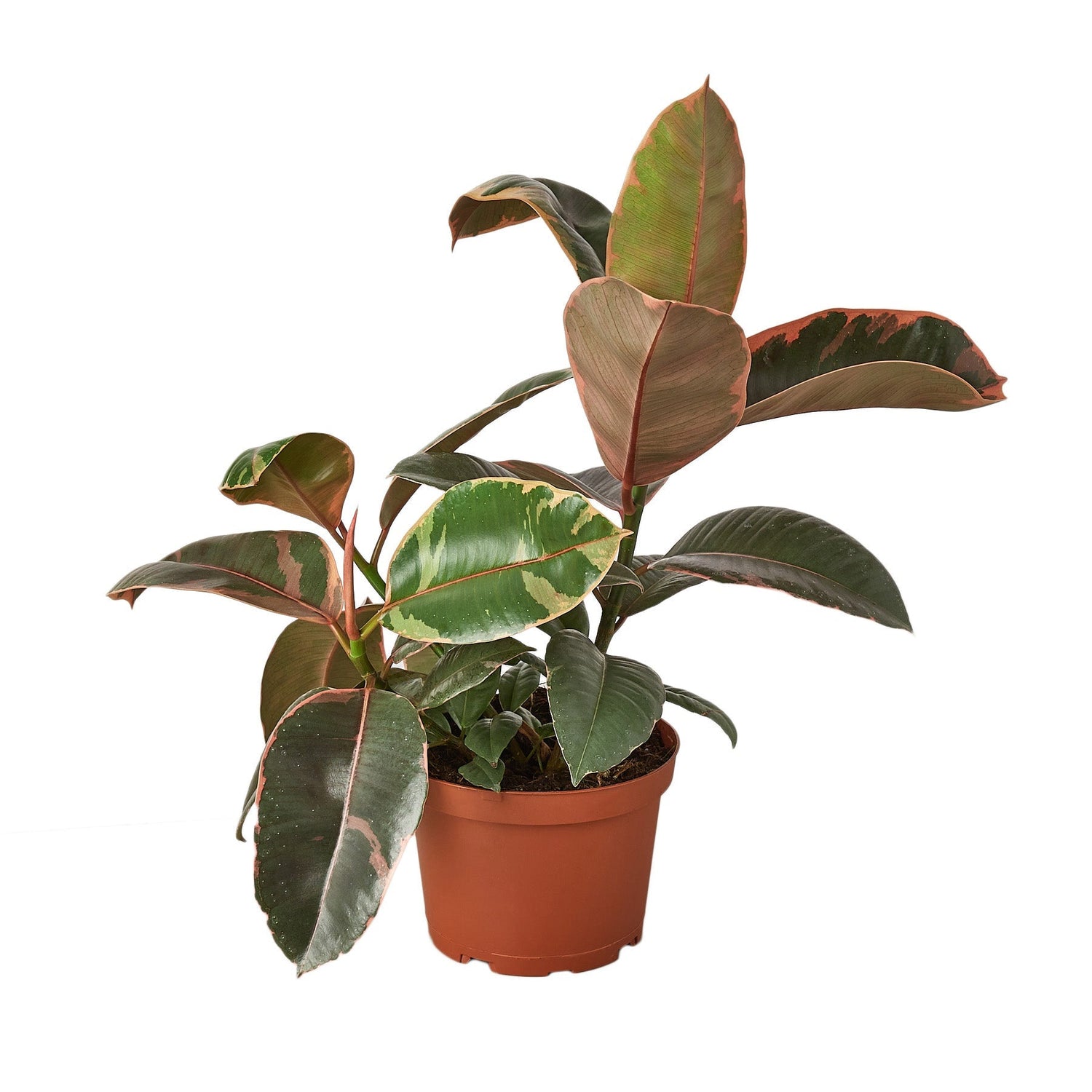 Ficus Elastica 'Ruby Pink' - 4" Pot - NURSERY POT ONLY-1