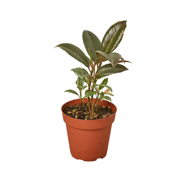 Ficus Elastica 'Tineke' - 6" Pot - NURSERY POT ONLY-3