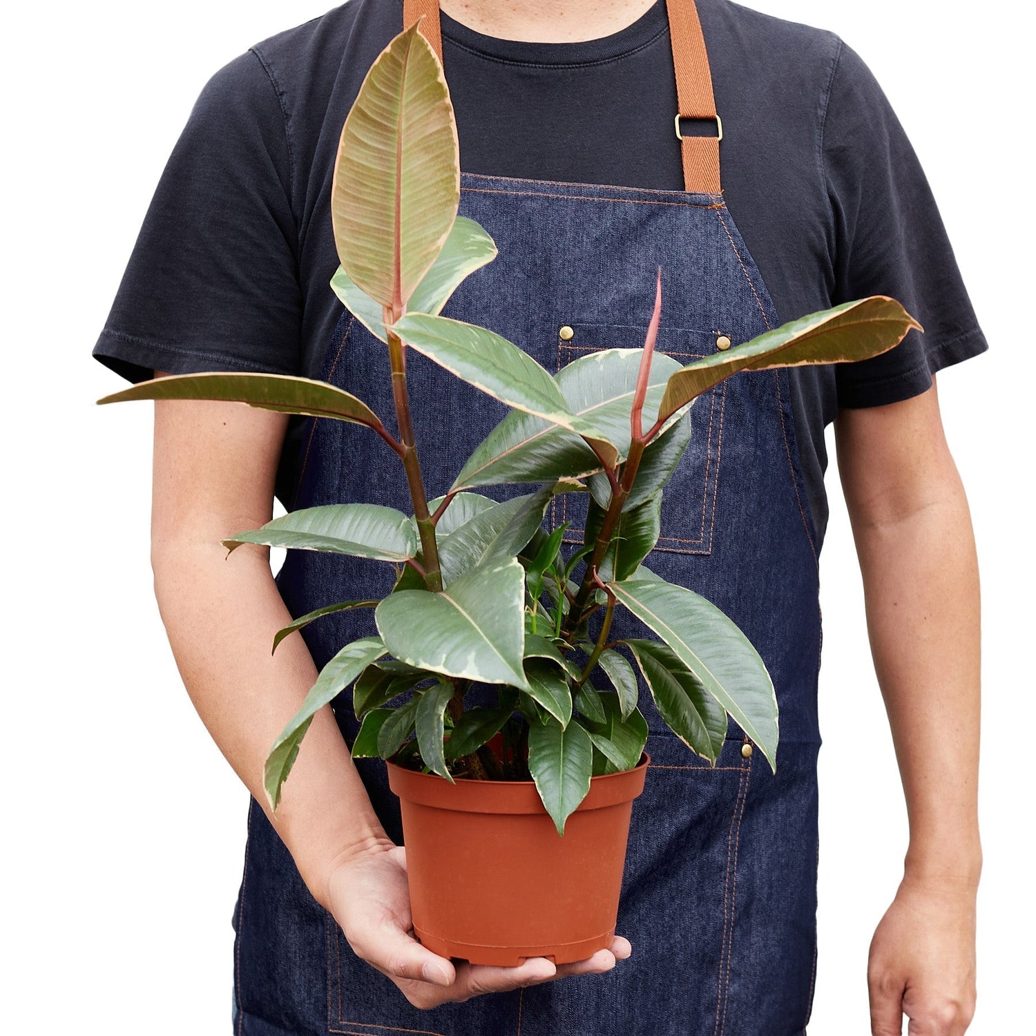 Ficus Elastica 'Tineke' - 6" Pot - NURSERY POT ONLY-4