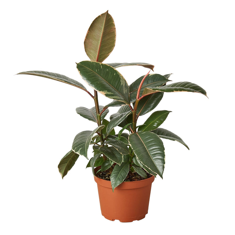 Ficus Elastica 'Tineke' - 6" Pot - NURSERY POT ONLY-0