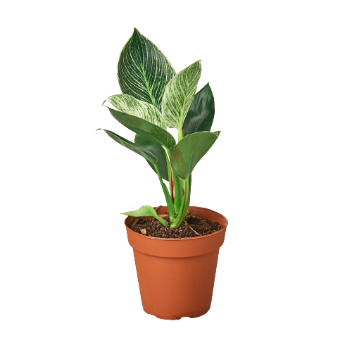 Philodendron 'Birkin'-0