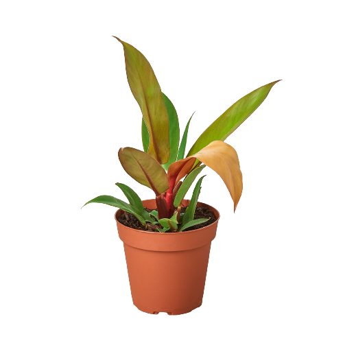 Philodendron 'Prince of Orange'-0