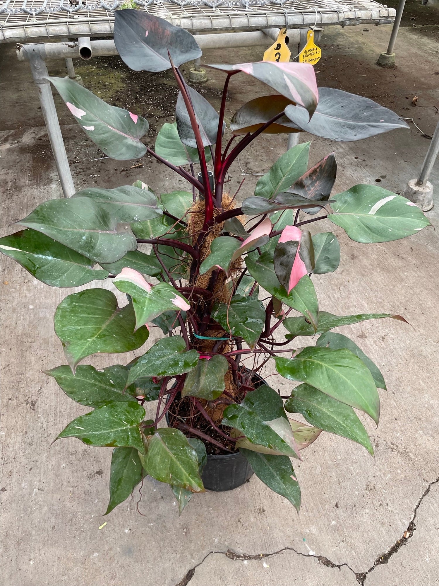 Philodendron 'Pink Princess' - 10" Pot-0