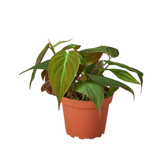 Philodendron 'Velvet'-0