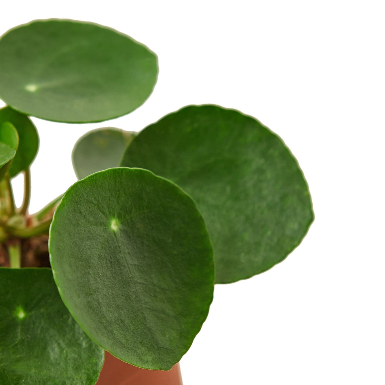 Pilea Peperomioides 'Chinese Money'-1