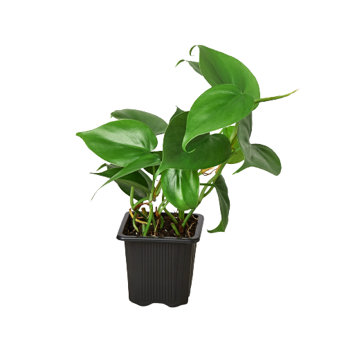 Philodendron Cordatum Heartleaf-8