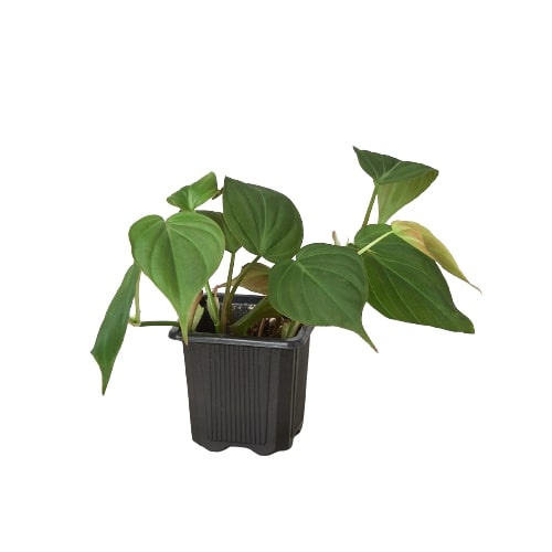 Philodendron 'Velvet'-3