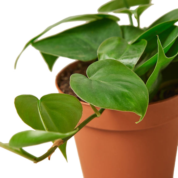 Philodendron Cordatum Heartleaf-1