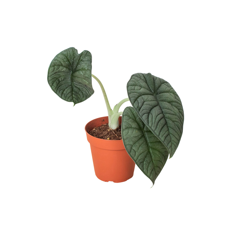 Alocasia 'Melo'-0