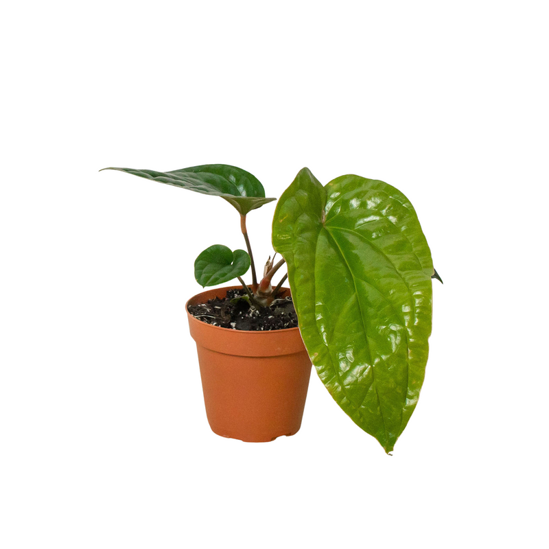 Anthurium 'Radicans x Luxurians'-0