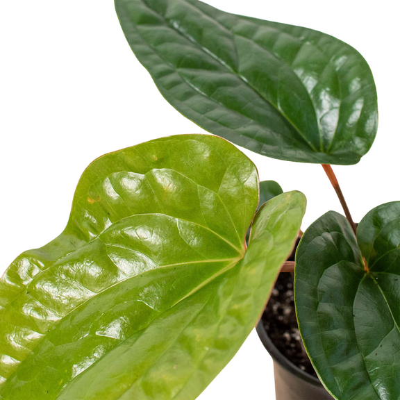 Anthurium 'Radicans x Luxurians'-1