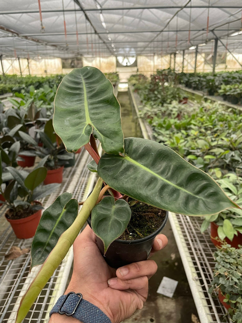 Philodendron 'Billietiae'-0