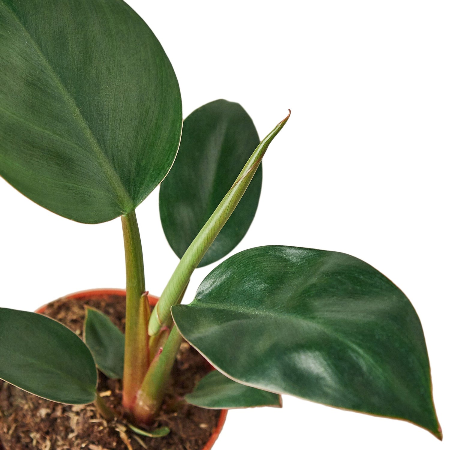 Philodendron 'Congo Rojo'-2