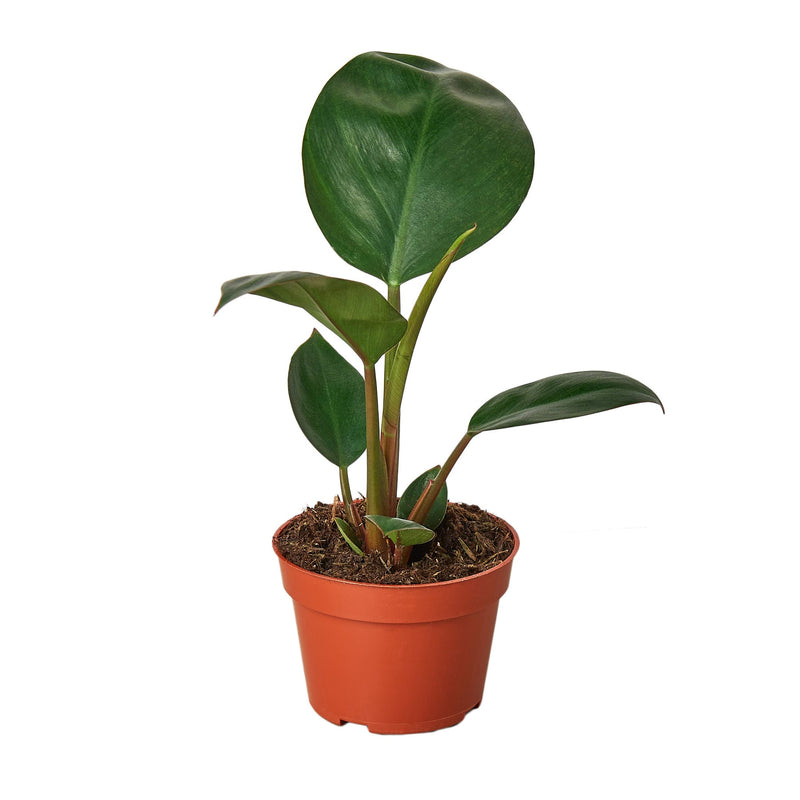 Philodendron 'Congo Rojo'-3