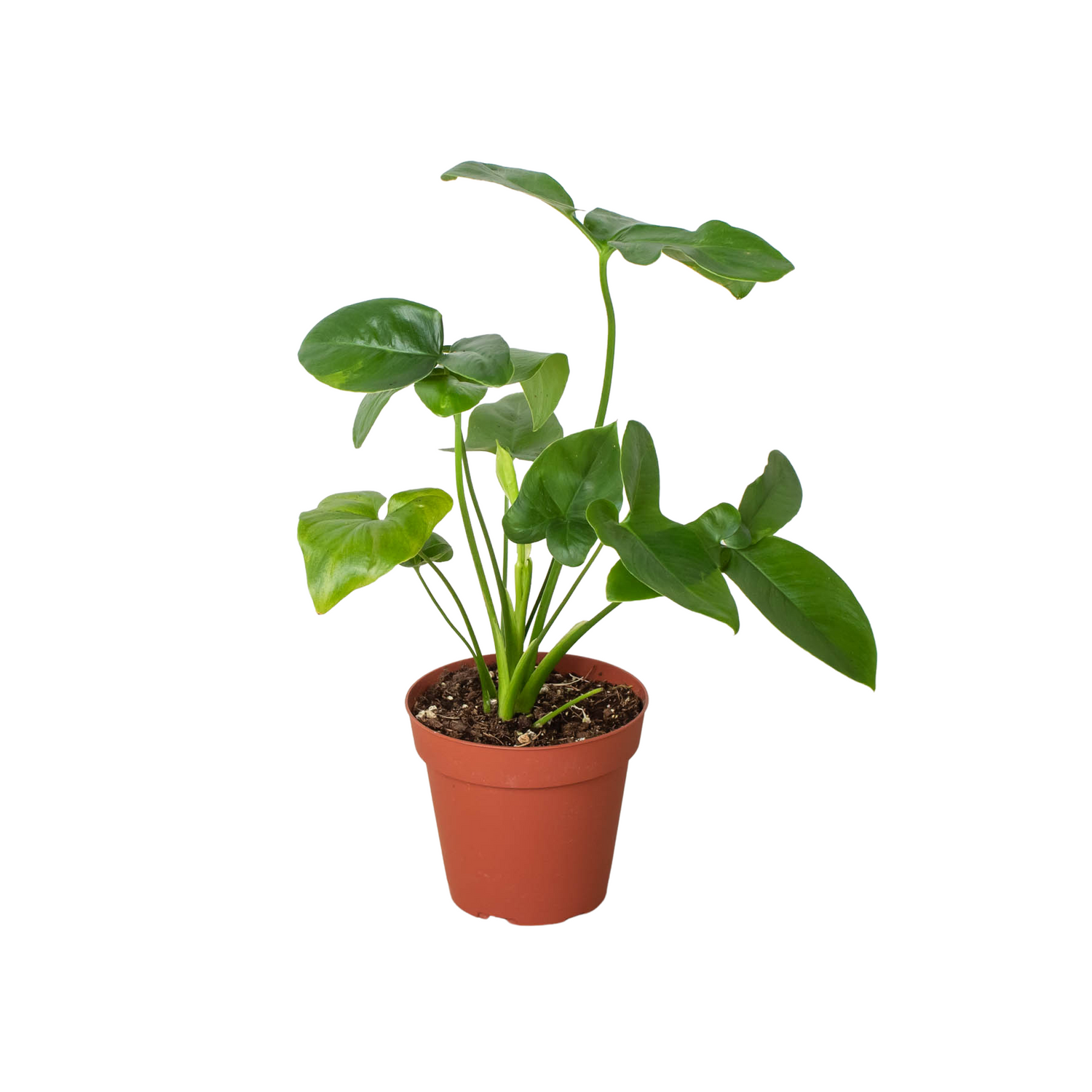 Philodendron 'Goeldii'-3