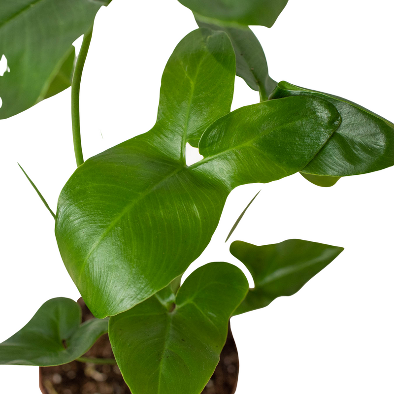 Philodendron 'Goeldii'-4