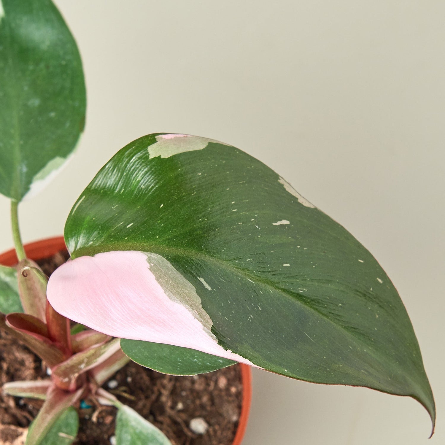 Philodendron 'Pink Princess'-1