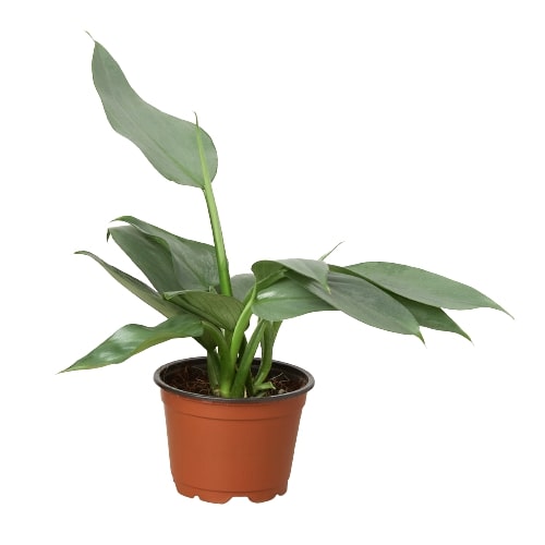 Philodendron 'Silver Sword'-0