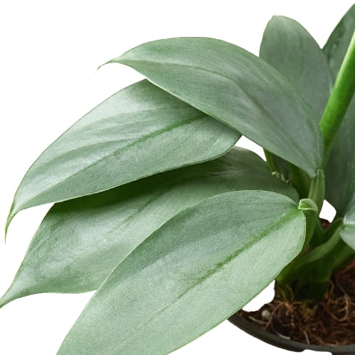 Philodendron 'Silver Sword'-1