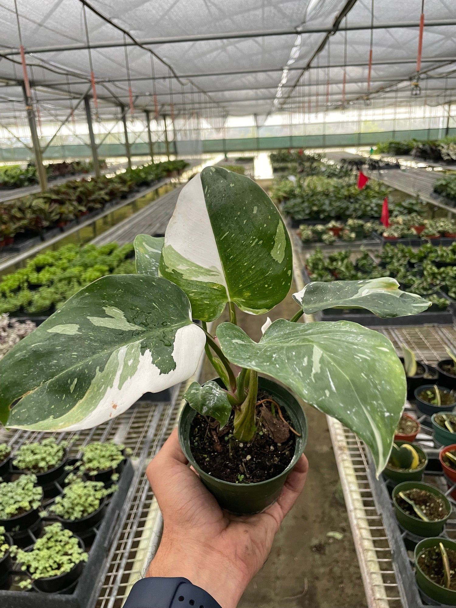 Philodendron 'White Princess'-0