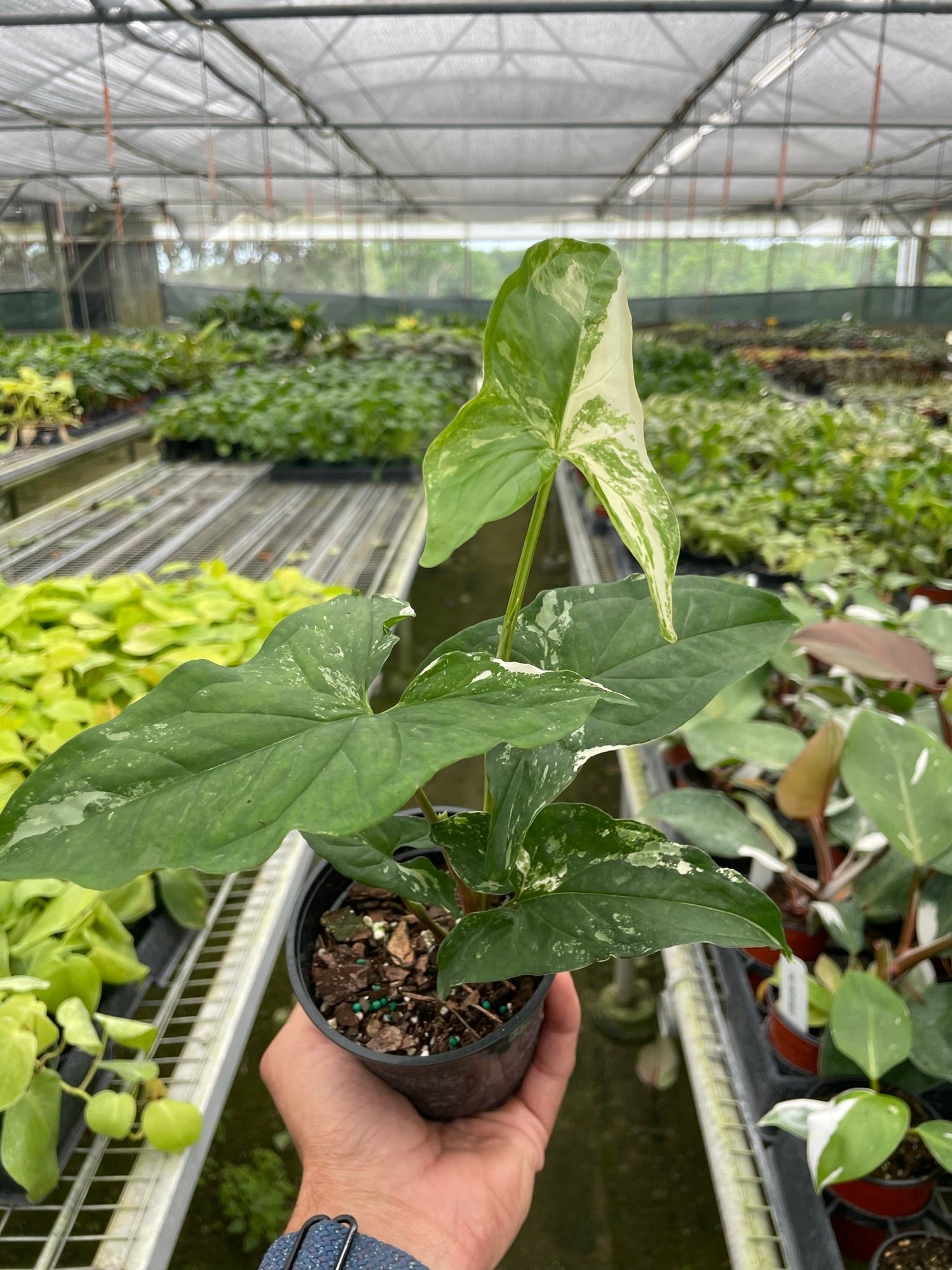 Syngonium 'Albo Variegata'-0