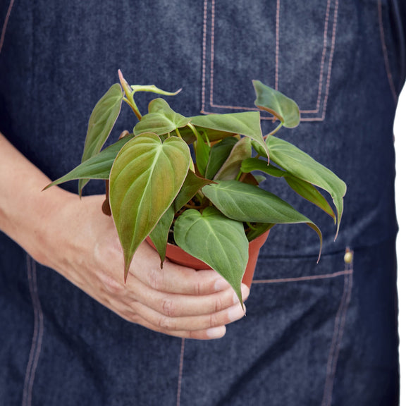 Philodendron 'Velvet'-2