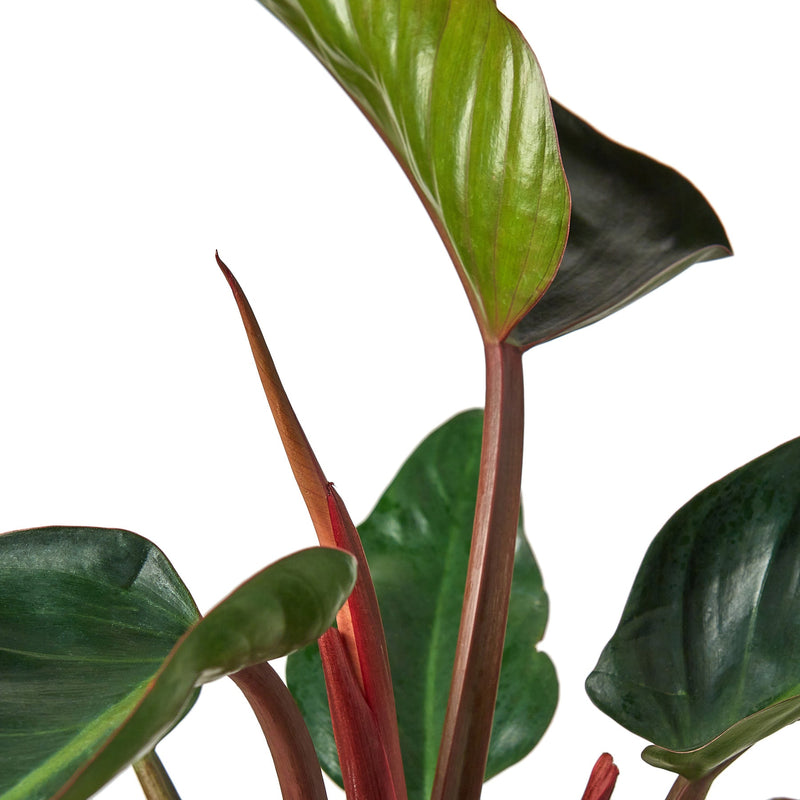 Philodendron 'Congo Rojo'-1