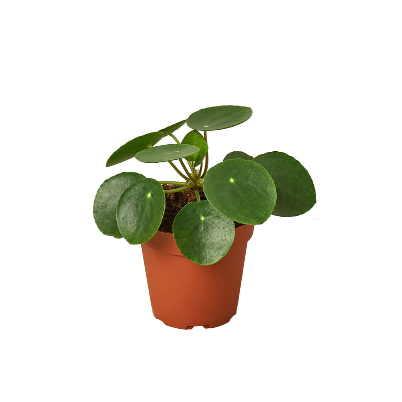 Pilea Peperomioides 'Chinese Money'-0