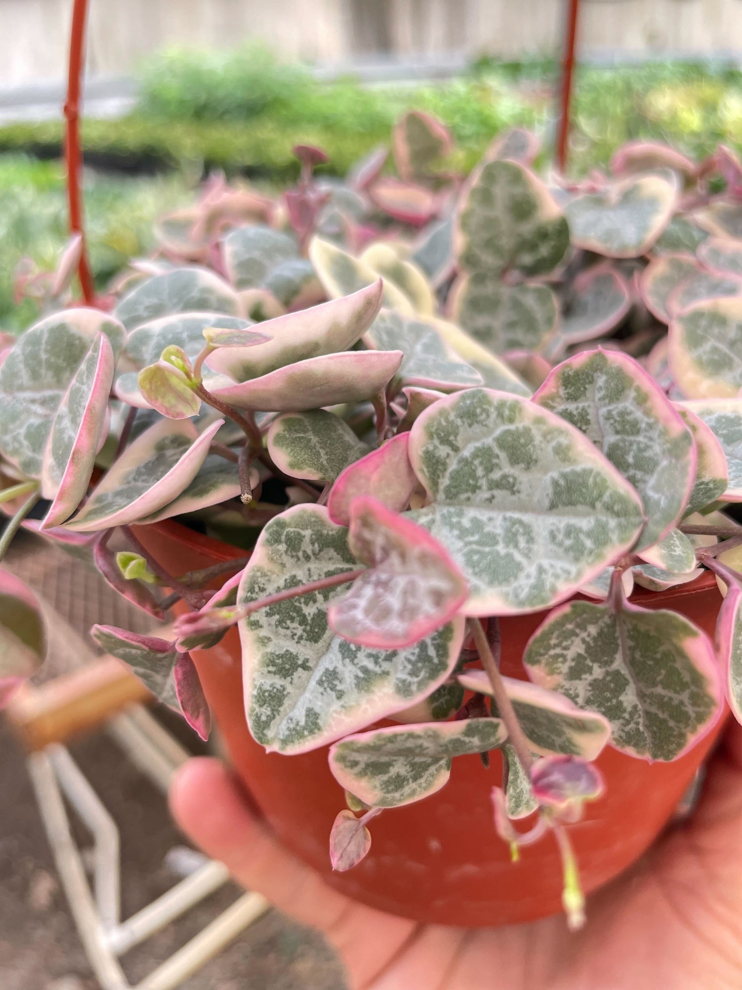 String of Hearts Variegated-0