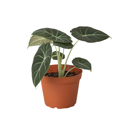 Alocasia Reginula 'Black Velvet'-2