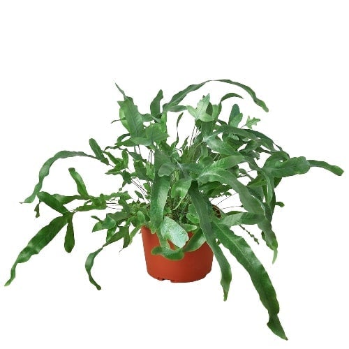 Fern 'Blue Star' - 6" Pot - NURSERY POT ONLY-0