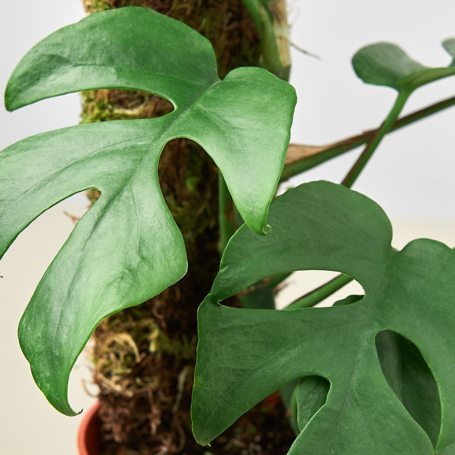 Philodendron Mini Monstera Minima-3