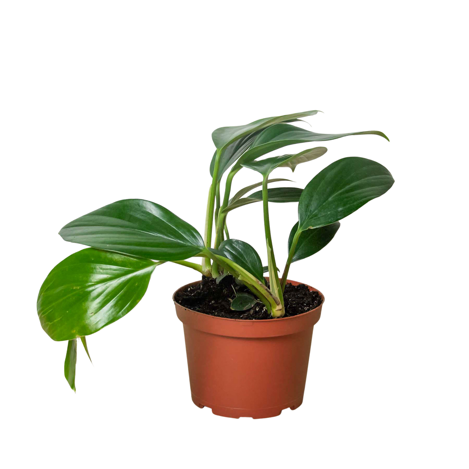 Philodendron 'Dragon Tail'-0