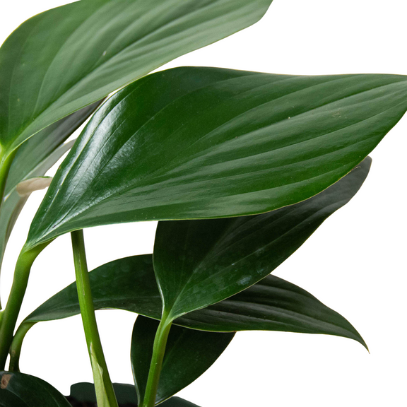 Philodendron 'Dragon Tail'-1