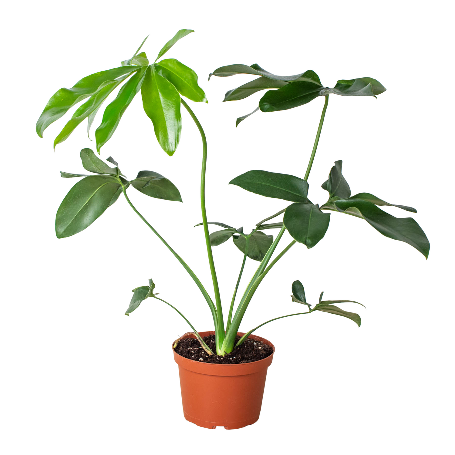 Philodendron 'Goeldii'-0