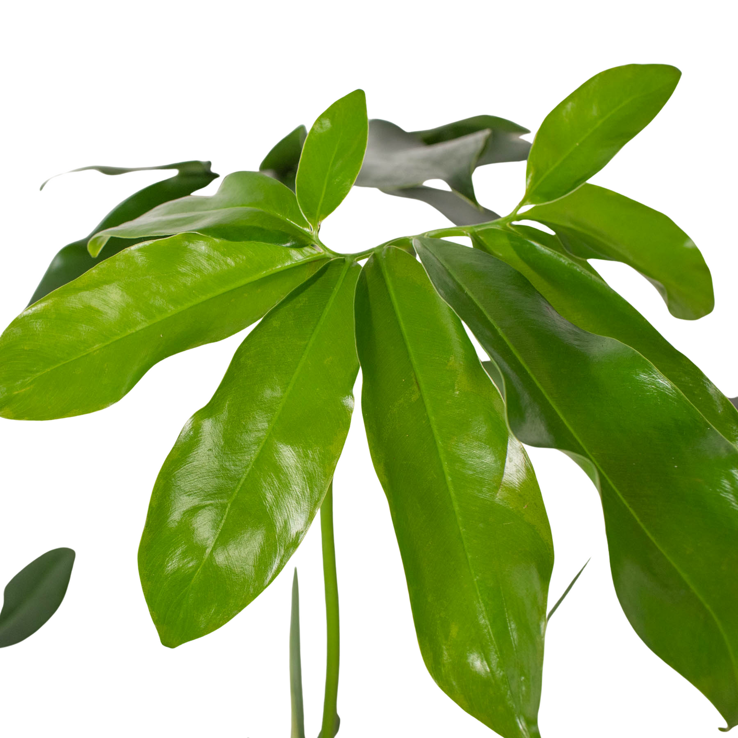 Philodendron 'Goeldii'-1