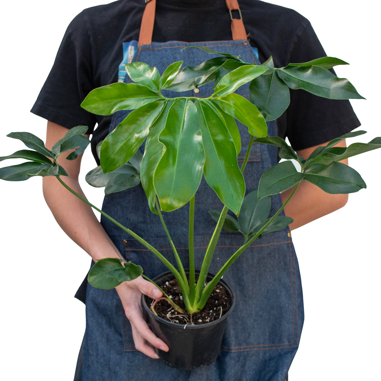 Philodendron 'Goeldii'-2